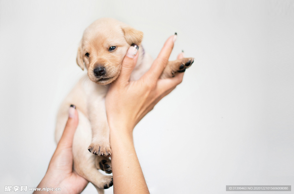 动物 宠物 狗 猫