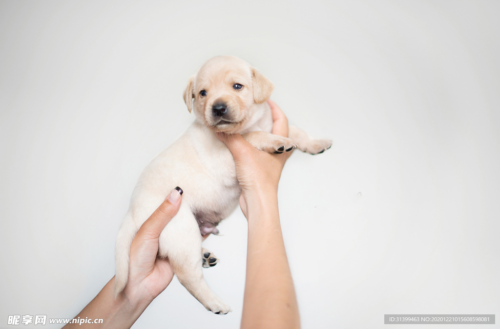 动物 宠物 狗 猫