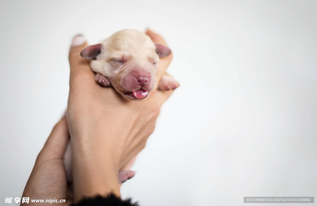 动物 宠物 狗 猫