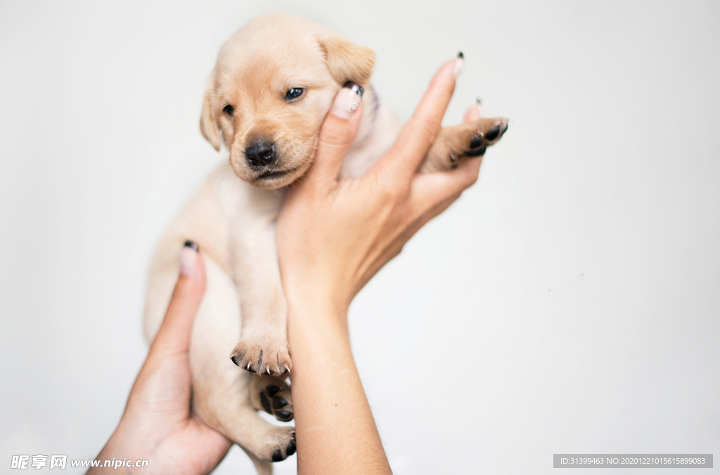 动物 宠物 狗 猫