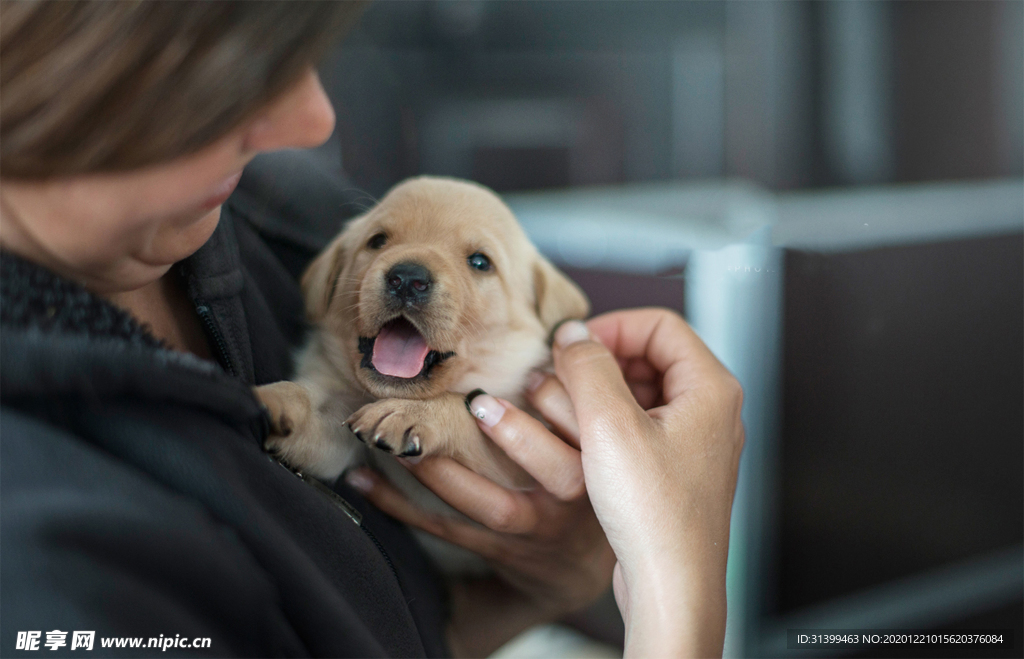 动物 宠物 狗 猫