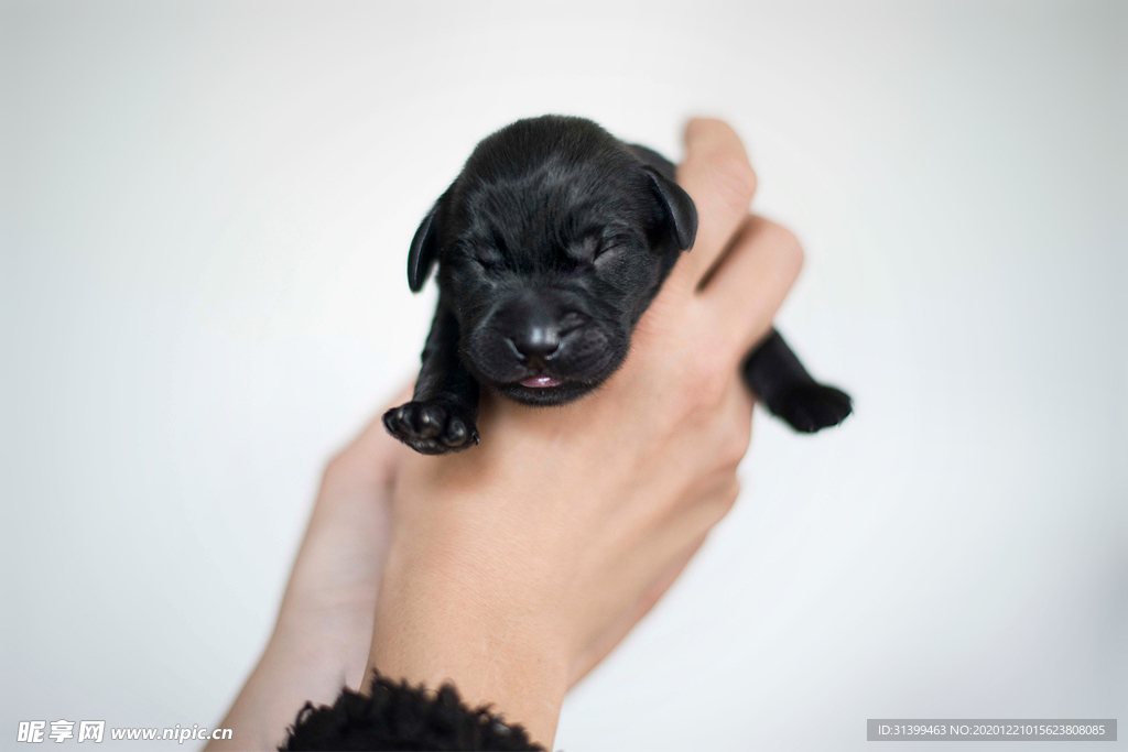 动物 宠物 狗 猫