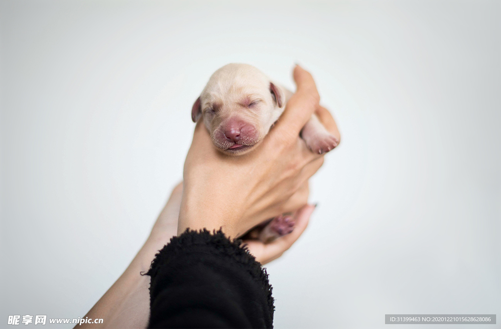 动物 宠物 狗 猫