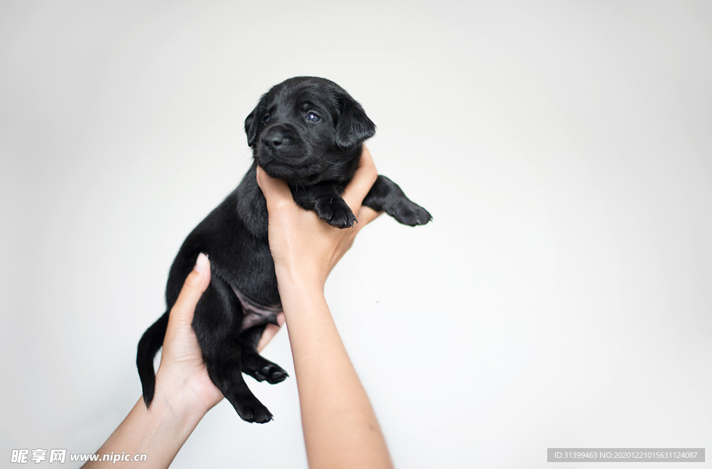 动物 宠物 狗 猫