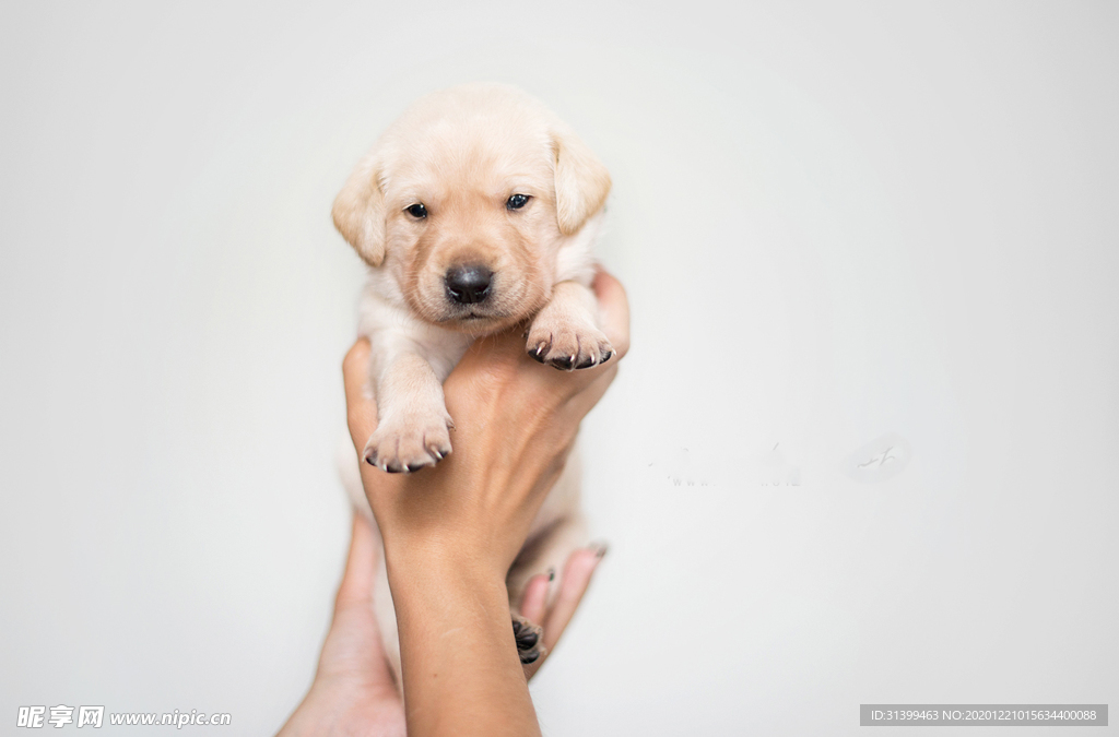 动物 宠物 狗 猫
