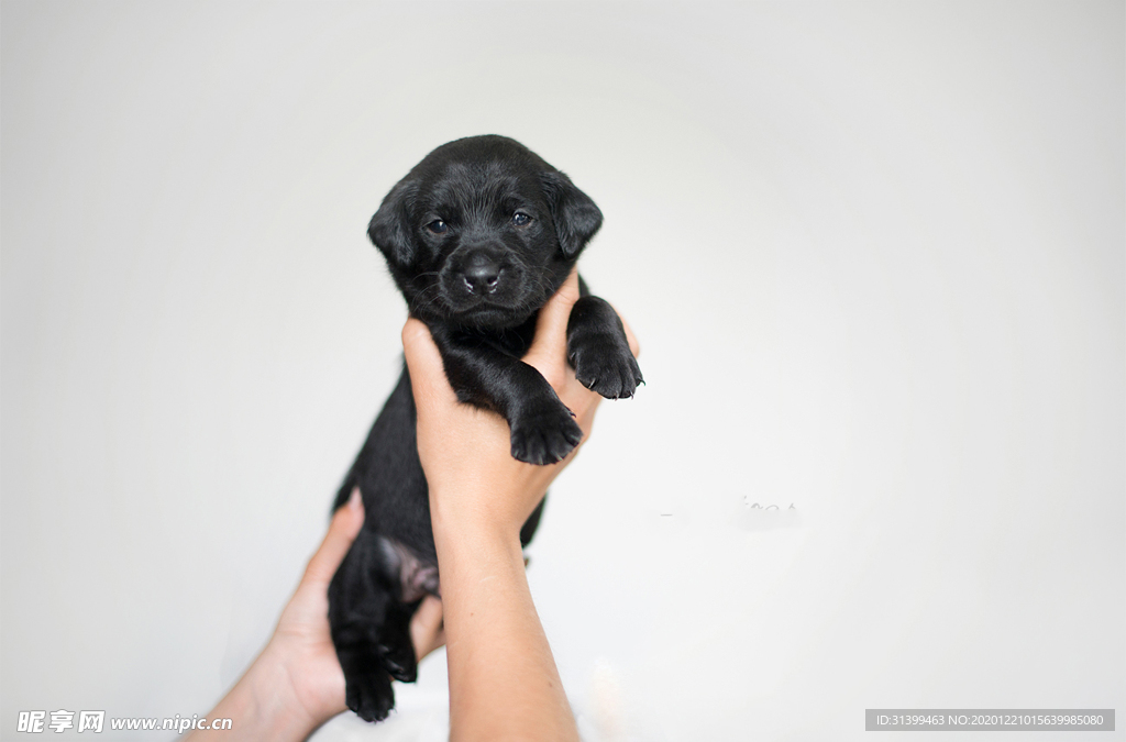 动物 宠物 狗 猫