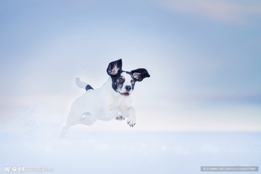 动物 宠物 狗 猫