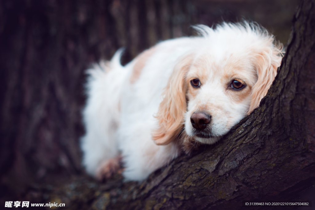 动物 宠物 狗 猫
