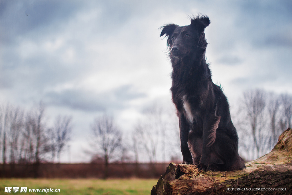 动物 宠物 狗 猫