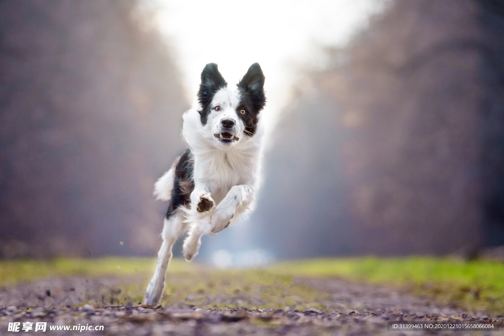 动物 宠物 狗 猫