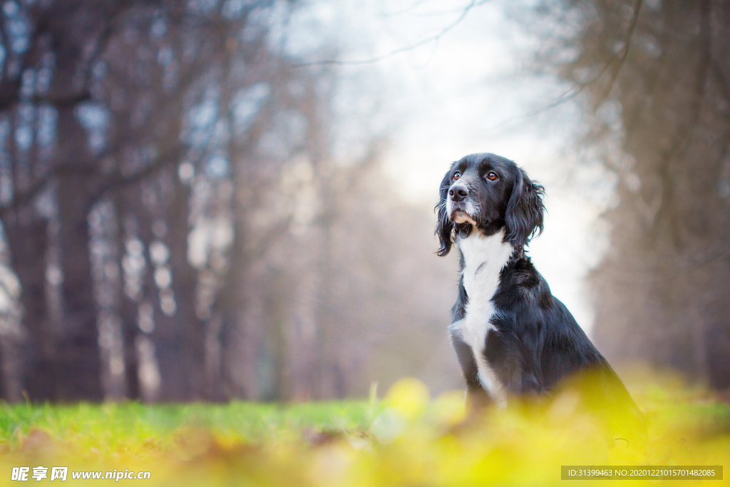 动物 宠物 狗 猫