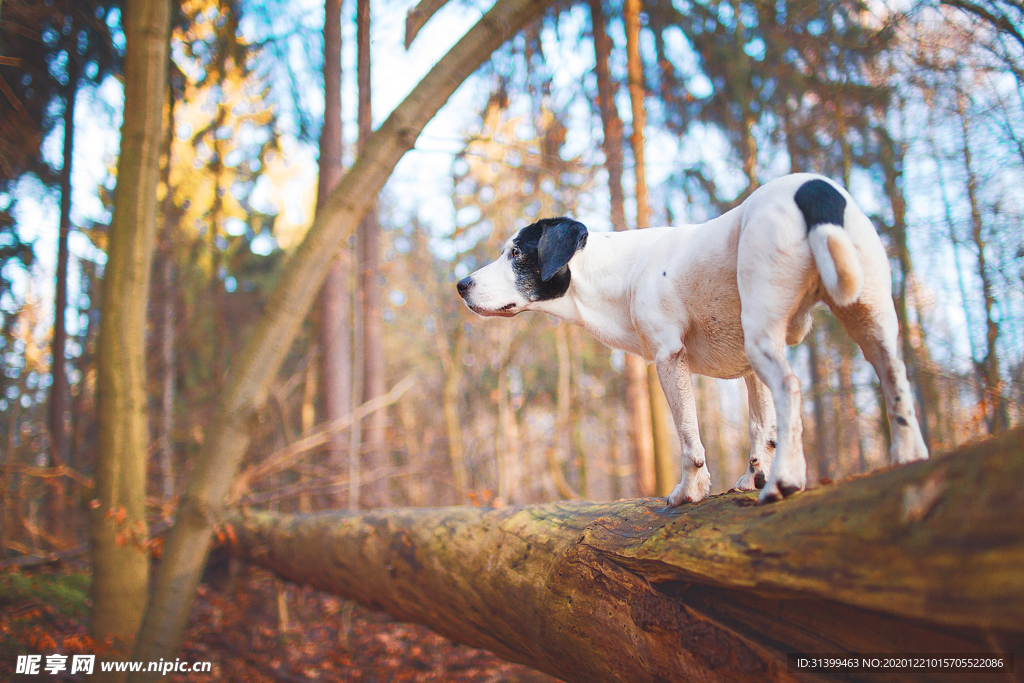 动物 宠物 狗 猫