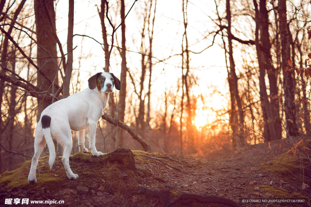 动物 宠物 狗 猫