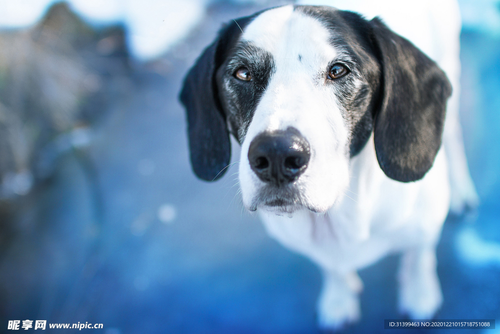 动物 宠物 狗 猫