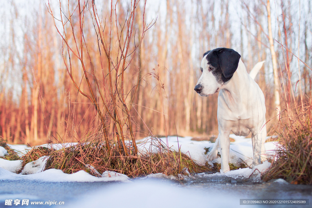 动物 宠物 狗 猫