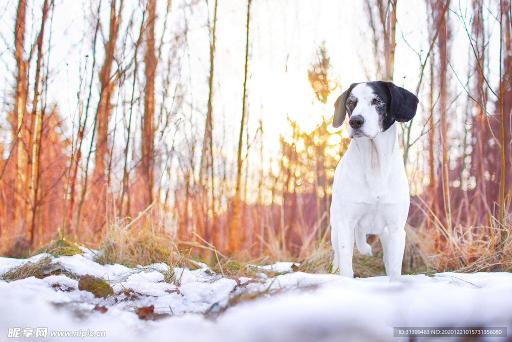 动物 宠物 狗 猫