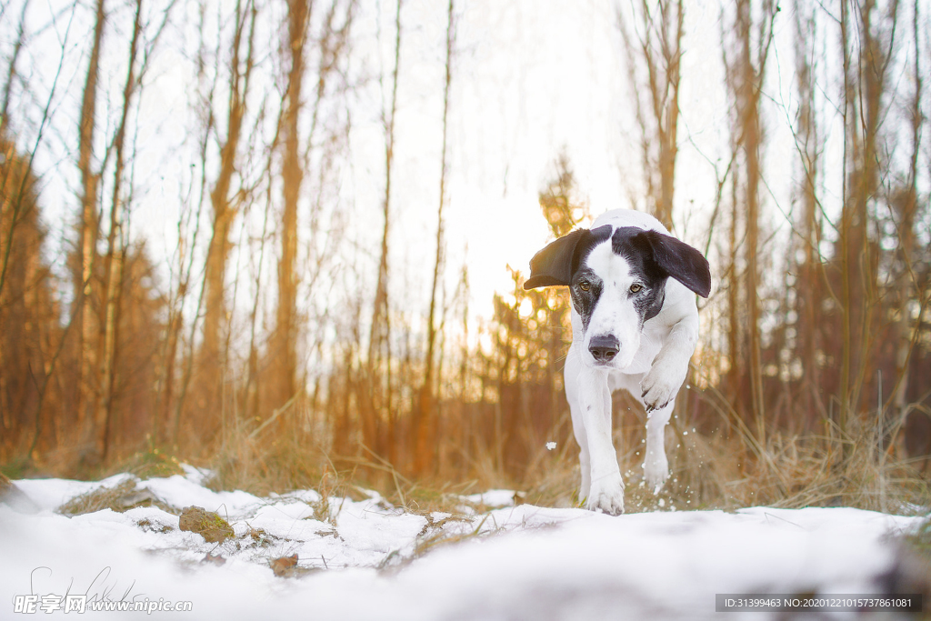 动物 宠物 狗 猫