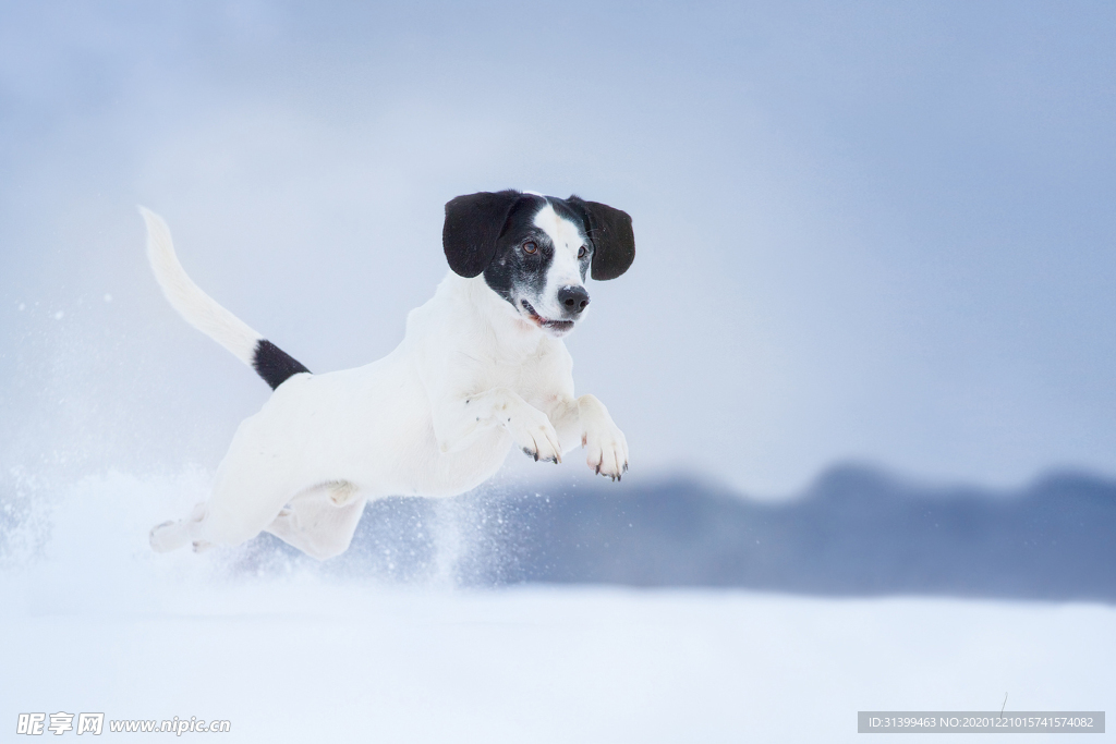 动物 宠物 狗 猫