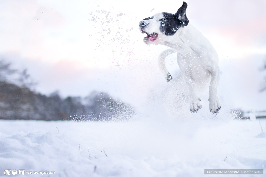 动物 宠物 狗 猫