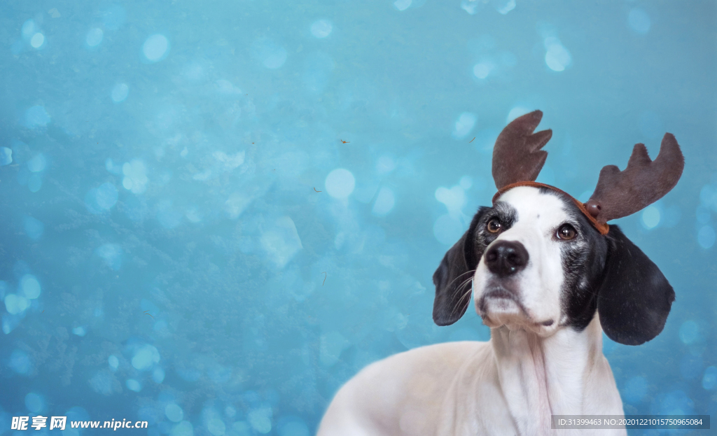 动物 宠物 狗 猫