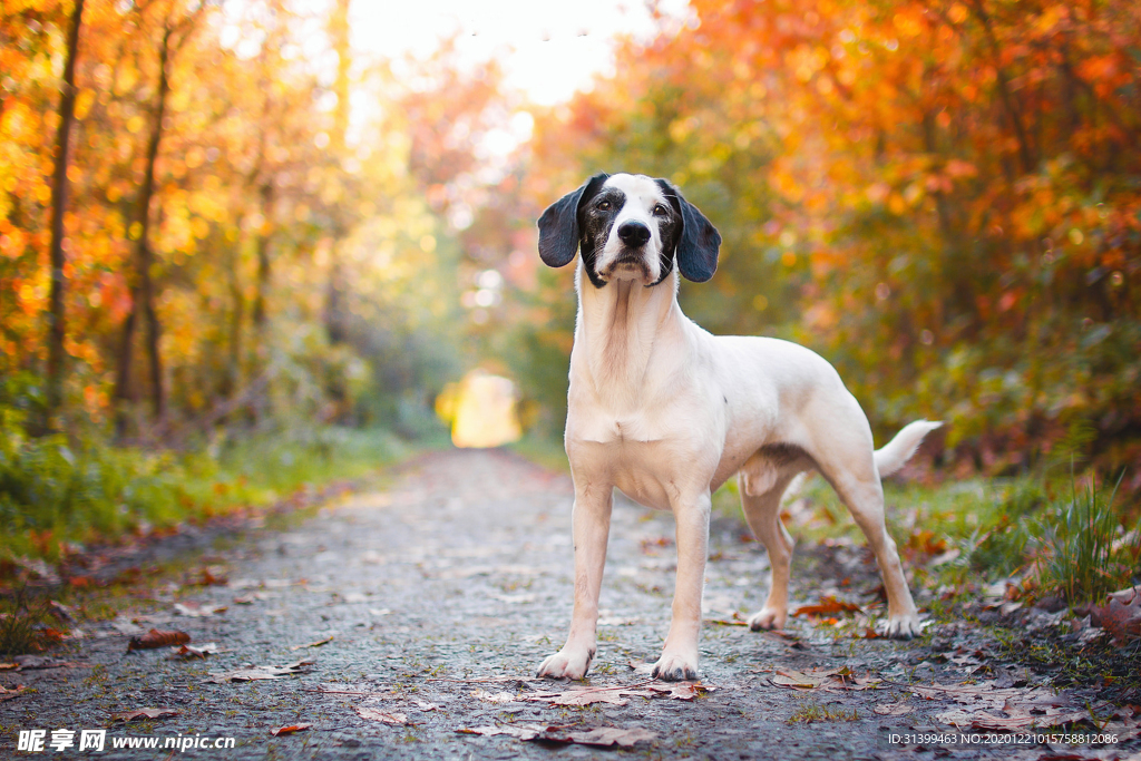 动物 宠物 狗 猫