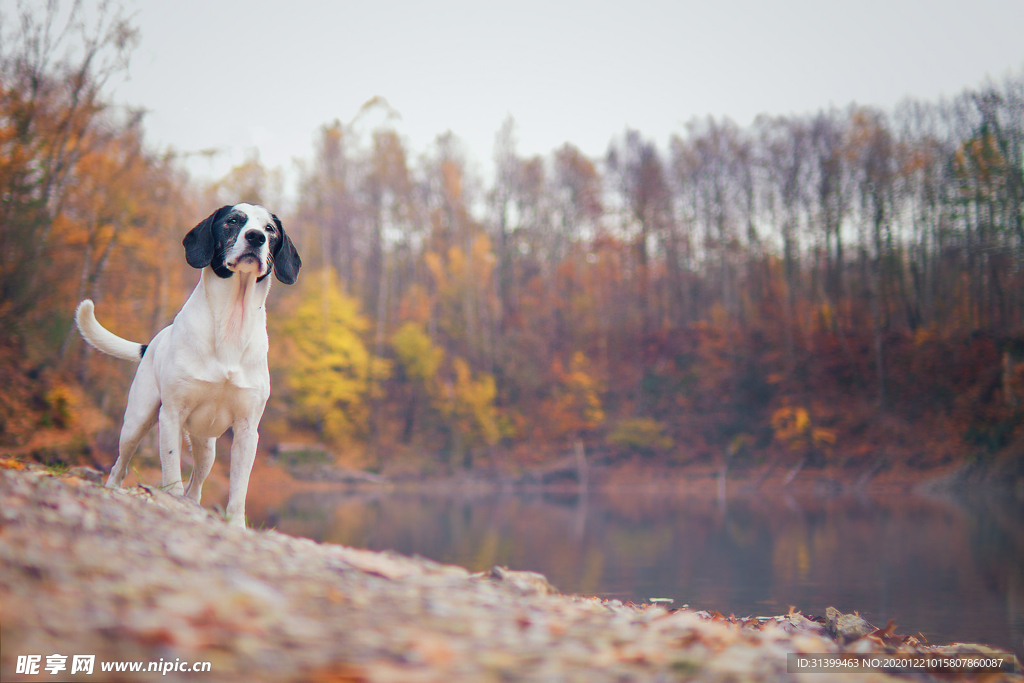动物 宠物 狗 猫