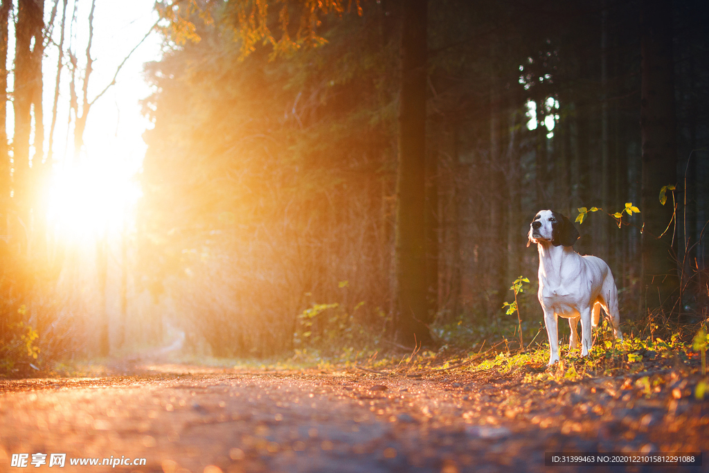 动物 宠物 狗 猫