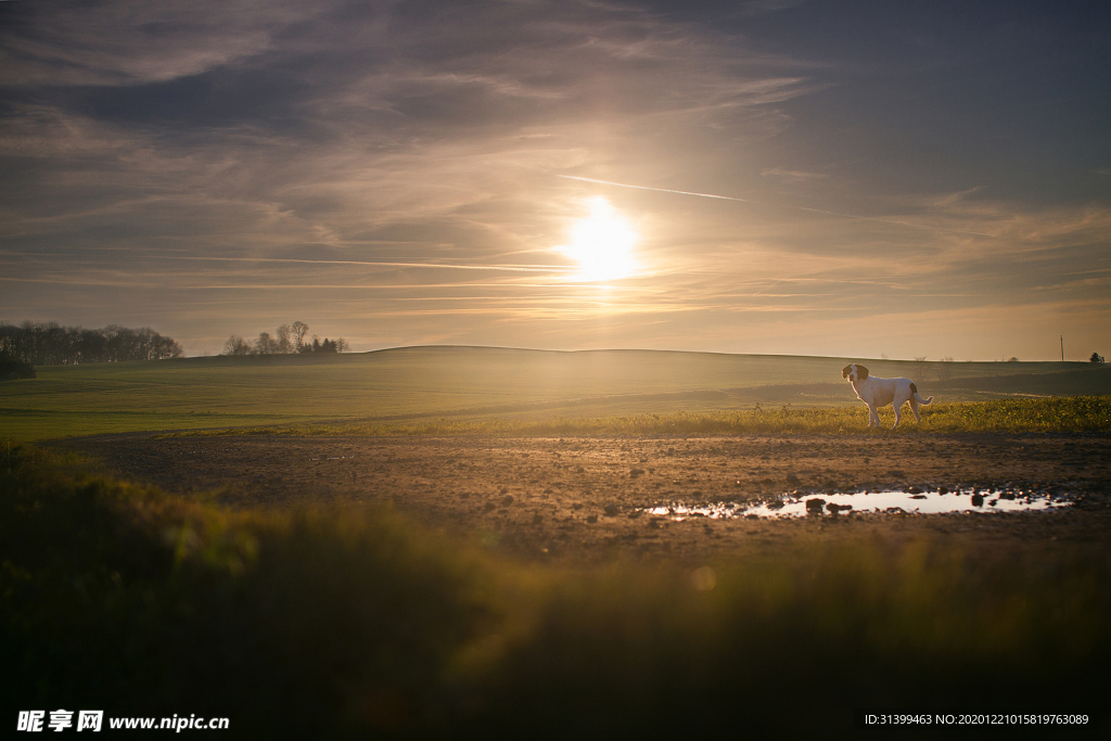 动物 宠物 狗 猫