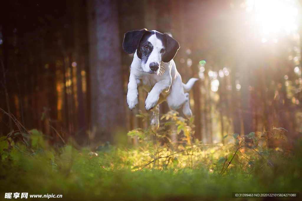 动物 宠物 狗 猫