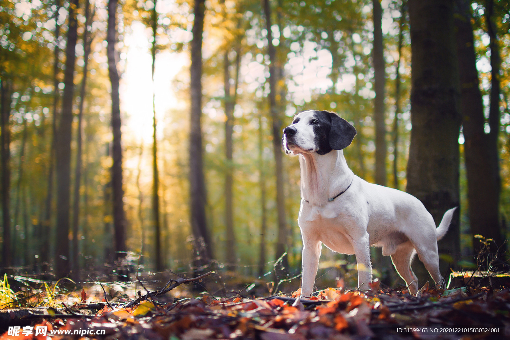 动物 宠物 狗 猫