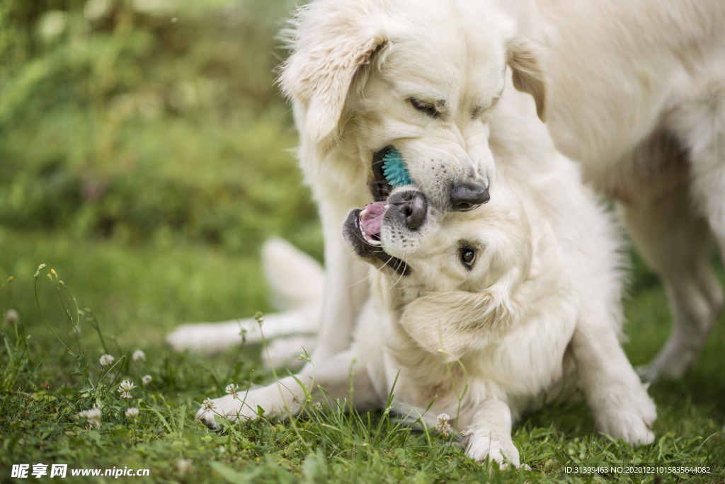 动物 宠物 狗 猫