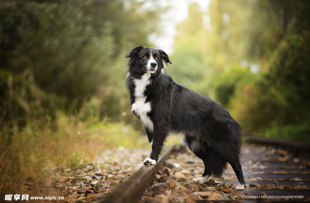 动物 宠物 狗 猫