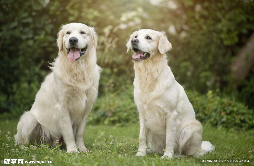 动物 宠物 狗 猫