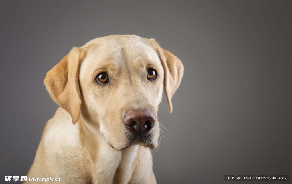动物 宠物 狗 猫