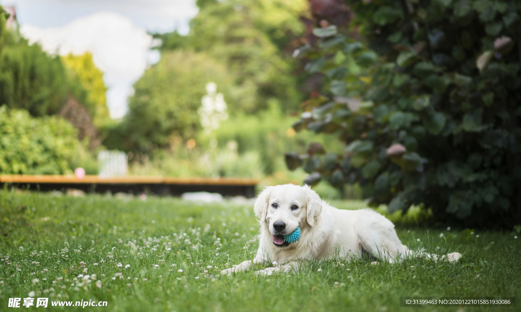 动物 宠物 狗 猫