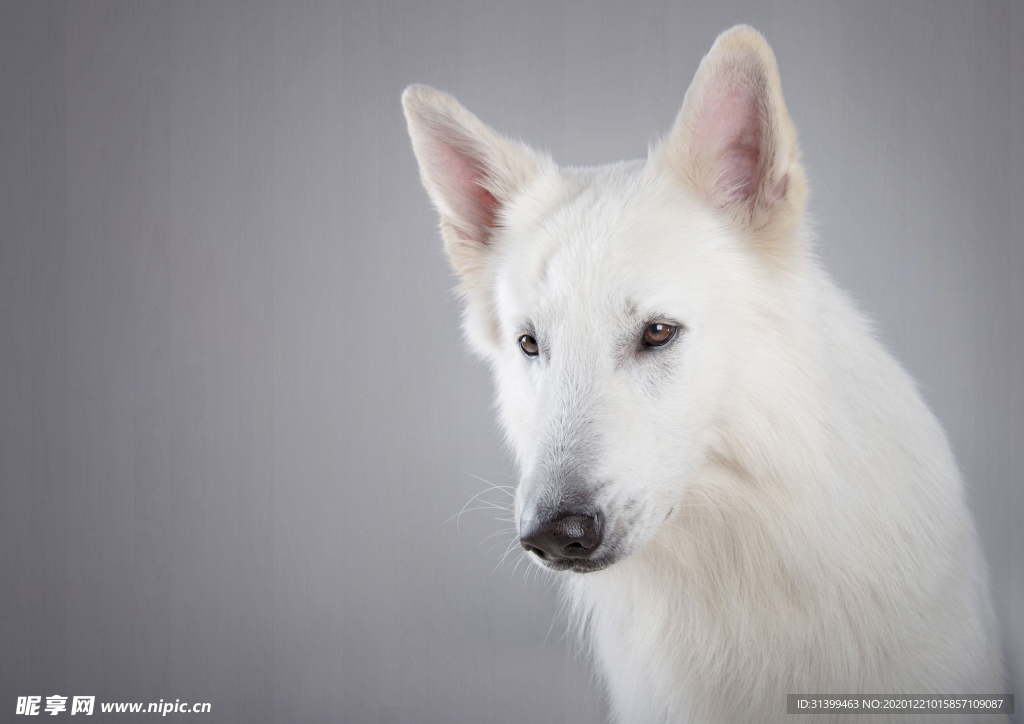 动物 宠物 狗 猫