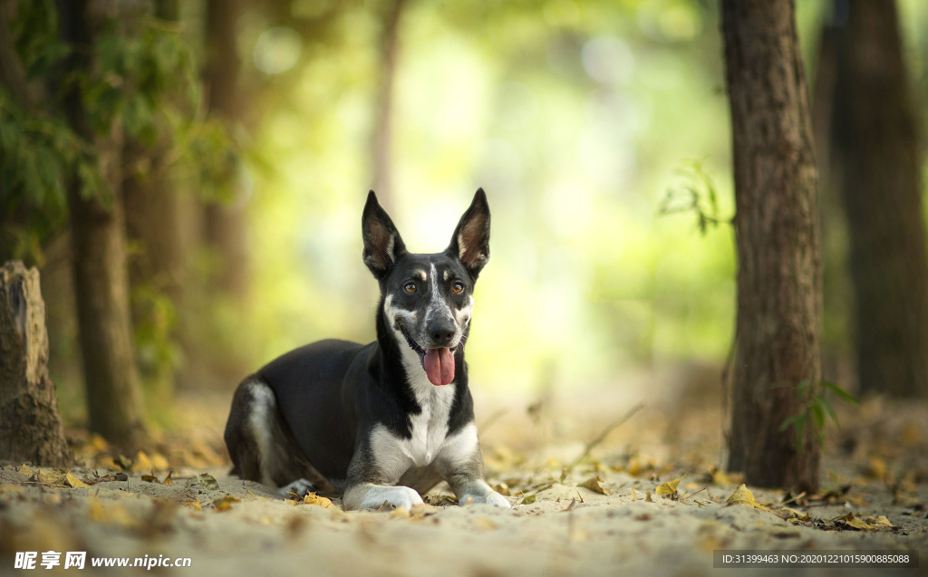 动物 宠物 狗 猫