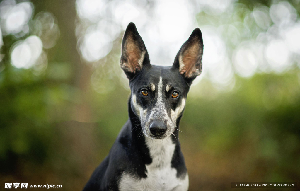 动物 宠物 狗 猫