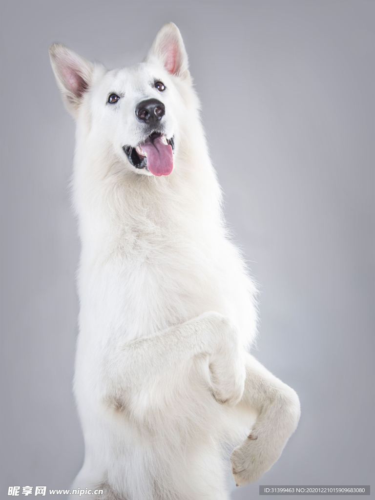 动物 宠物 狗 猫