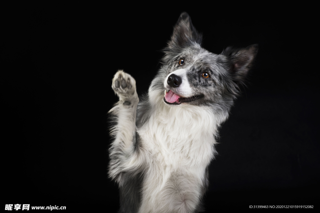 动物 宠物 狗 猫