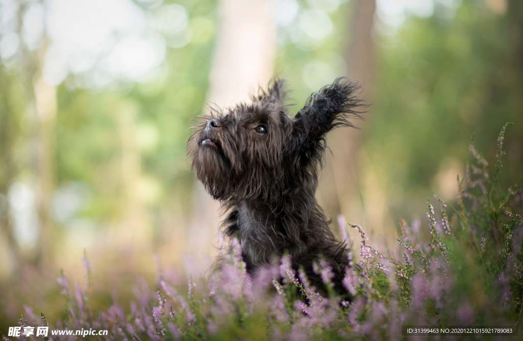 动物 宠物 狗 猫