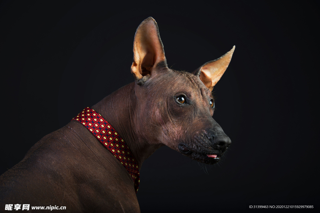 动物 宠物 狗 猫