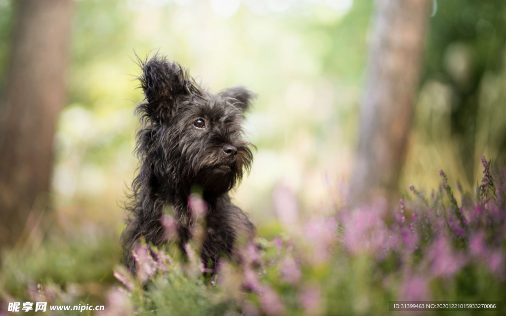 动物 宠物 狗 猫