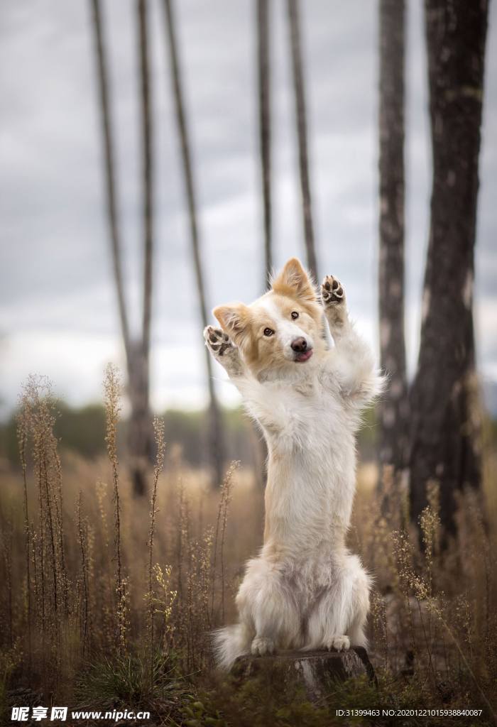 动物 宠物 狗 猫