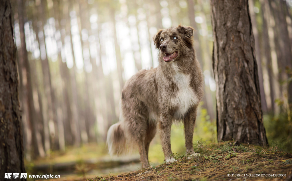 动物 宠物 狗 猫