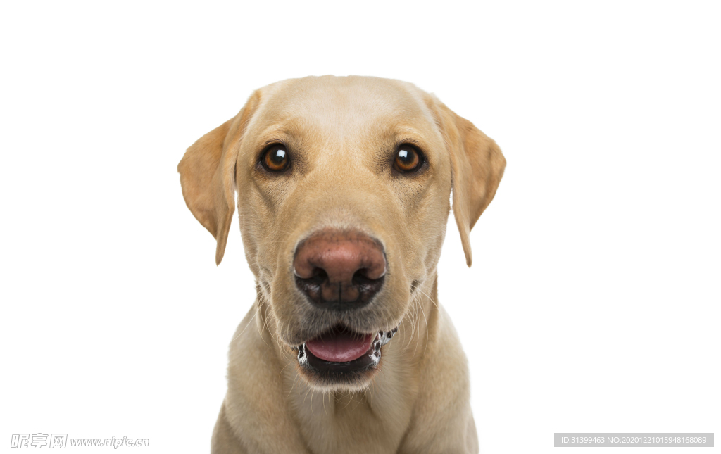 动物 宠物 狗 猫