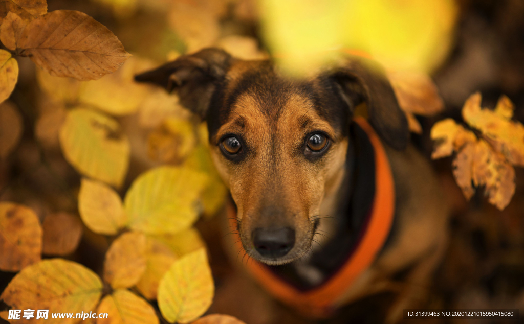 动物 宠物 狗 猫