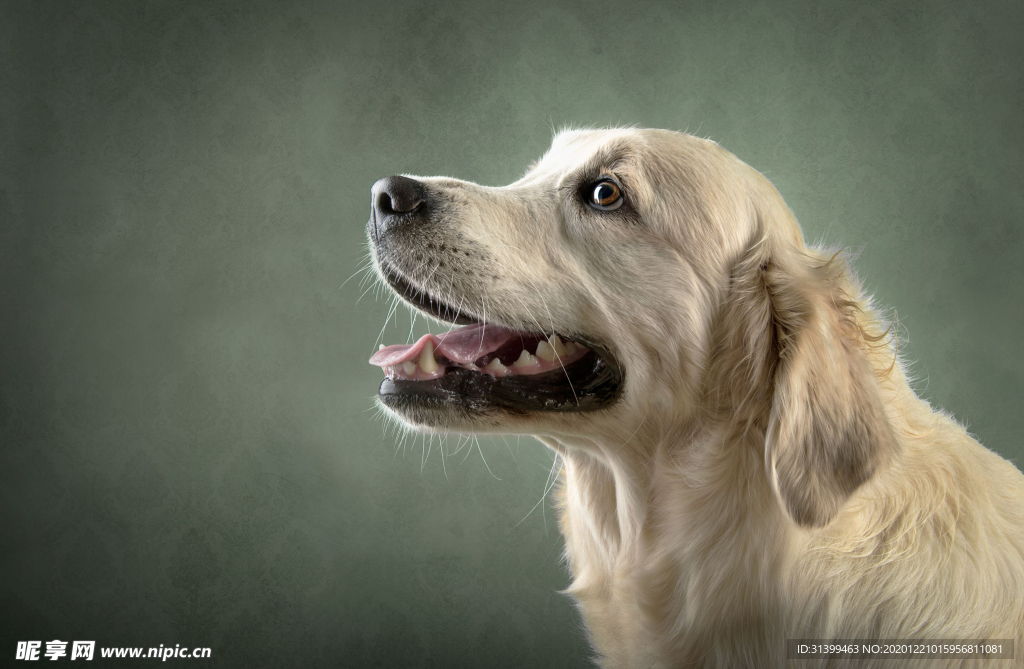 动物 宠物 狗 猫