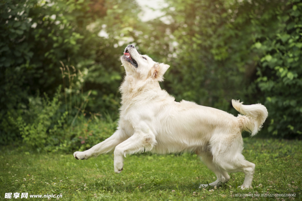 动物 宠物 狗 猫