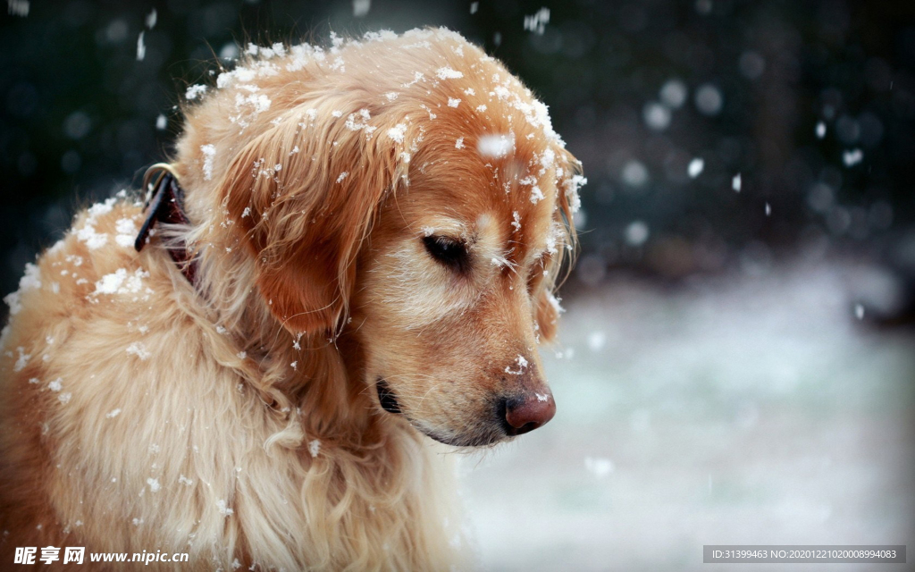 动物 宠物 狗 猫